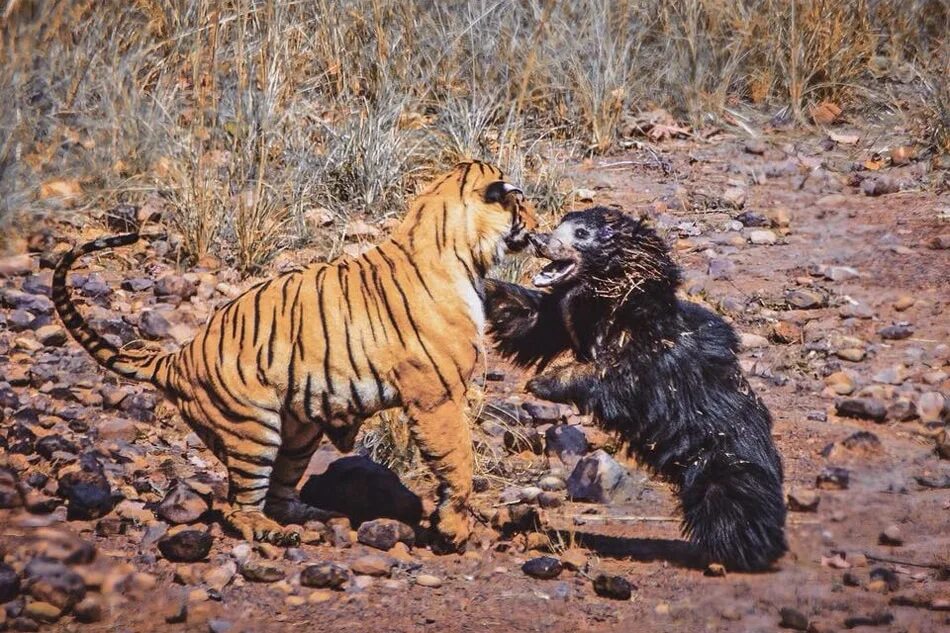 Амурский тигр против. Смелые животные. Орел против тигра. Бенгальский тигр против медведя.
