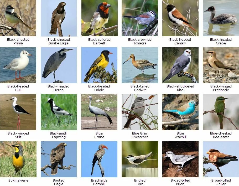 Говорящие птицы названия. Названия птиц на английском. Название всех птиц в мире. Виды птицы и название на английском. Названия птиц на немецком.
