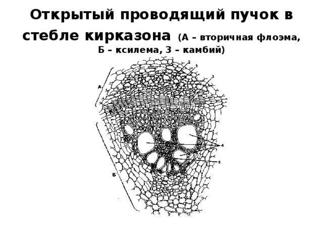 Открытый коллатеральный пучок в стебле кирказона. Строение открытого коллатерального проводящего пучка кирказона. Проводящий пучок в стебле. Открытый проводящий пучок.