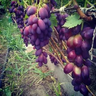 12 виноград