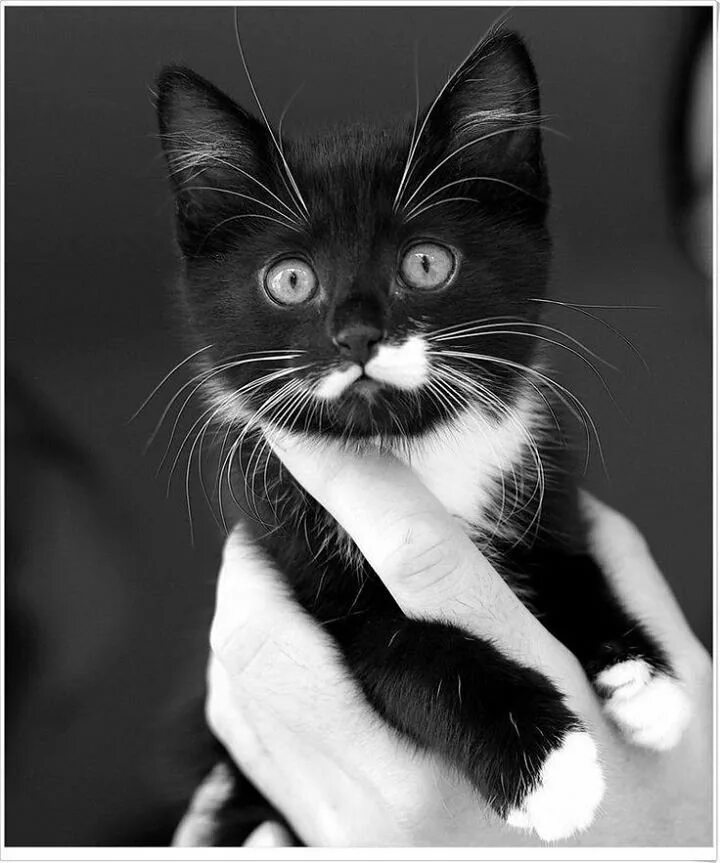 Ее хорошенькая с чуть черневшимися усиками. Котенок черно-белый. Черно белый кот. Черно белая кошечка. Черный и белый кот.