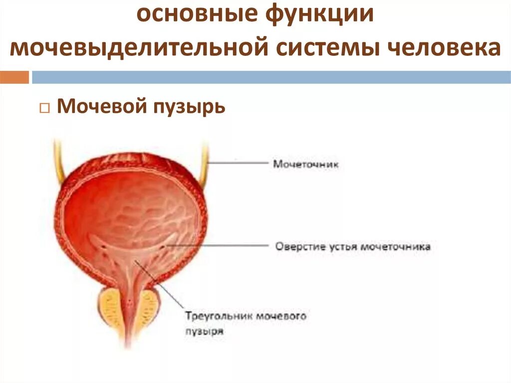 Функции мочеточника и мочевого пузыря