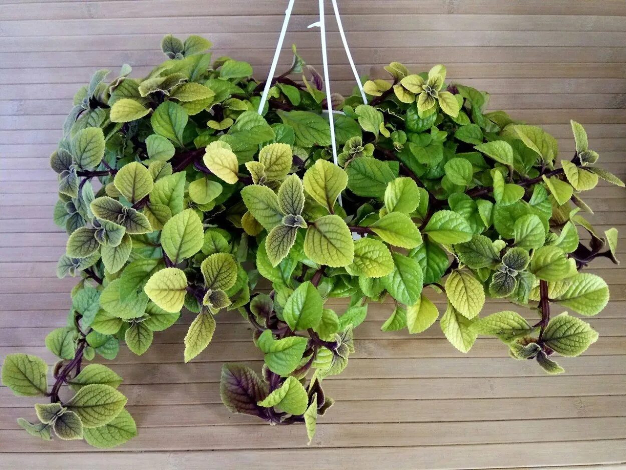 Плектрантус на улице. Плектрантус ампельный вариегатный. Плектрантус вариегата ампельный. Плектрантус эртендаля (мята). Плектрантус на улице.
