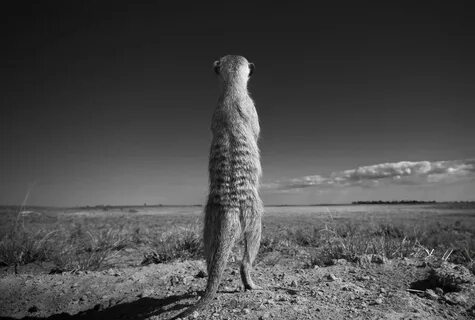 Wildlife photos