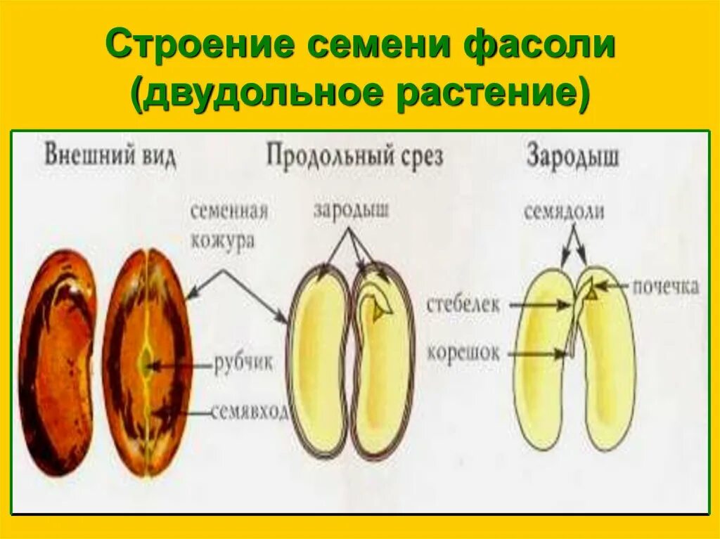 Семя фасоли в сформированном зародыше фасоли хорошо. Семена двудольных с эндоспермом. Строение двудольного семени. Строение семени покрытосеменных растений. Строение зародыша семени однодольных.