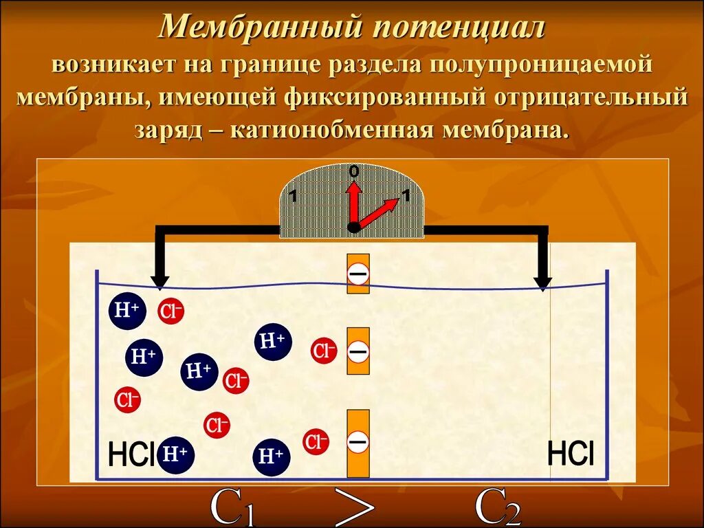 Роль мембранного потенциала