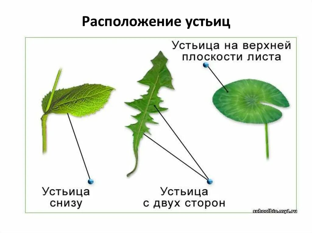 Листья расположены вертикально. Расположение устьиц у растений. Устьица у водных растений. Водяные устьица у водных растений. Расположение устьиц у водных растений.