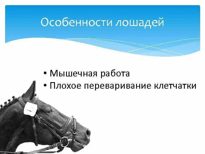 Сколько содержать лошадь. Особенности лошадей. Особенности коневодства. Видовые особенности лошади. Биологические особенности лошадей.