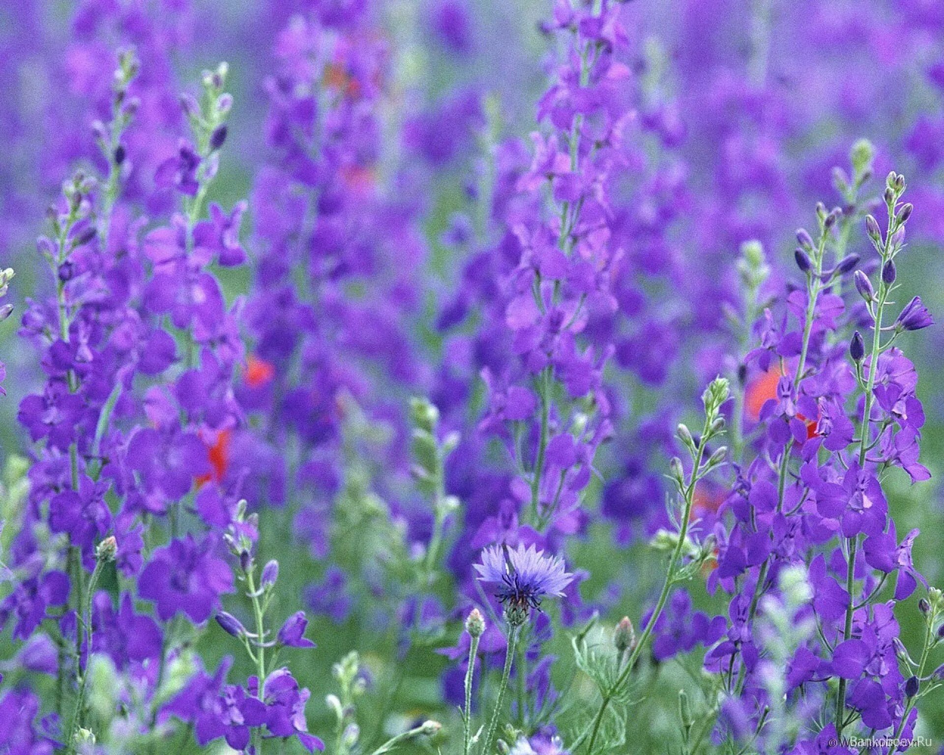 шалфей луговой. высокие полевые цветы. высокие полевые цветы. луговой высокорослые цветы. иван чай , кипрей растение.