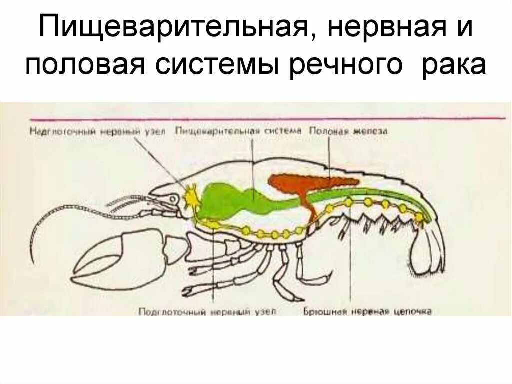 Раки раздельнополые