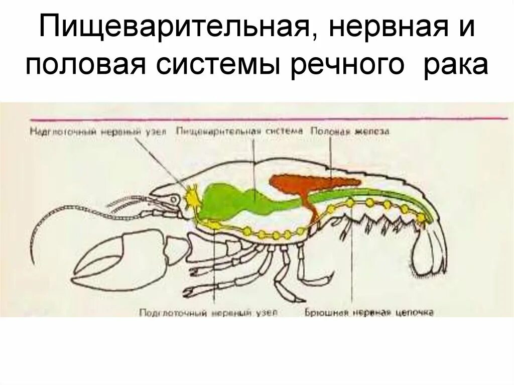 Пищеварительная система ракообразных схема. Выделительная система ракообразных схема. Центральная нервная система ракообразных. Нервная система ракообразных схема. Речной рак выделение