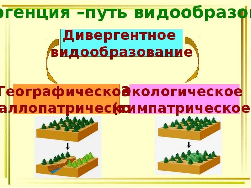 Видообразование связанное с пространственной. Дивергентное видообразование. внезапное видообразование. видообразование биология. гибридное видообразование.