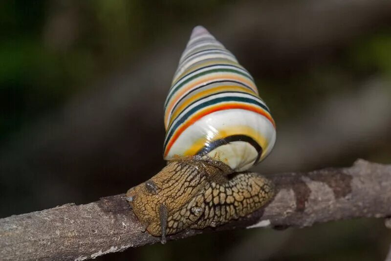 Liguus virgineus. Улитка лигуус. Радужные улитки Liguus virgineus. Улитка с радужным панцирем. Радуга улитка