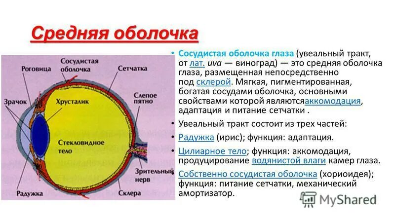 Какую функцию выполняет сосудистая оболочка глаза