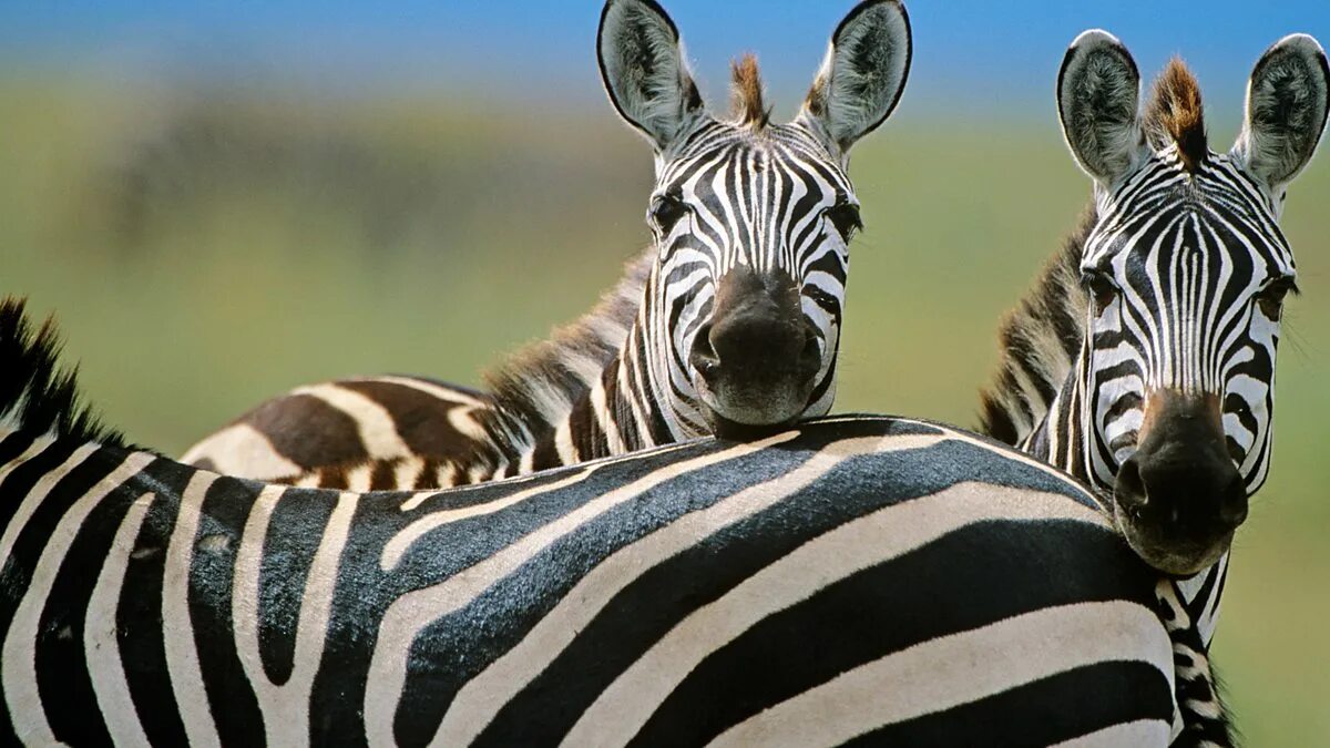 Почему у зебры не бывает стресса. Семья зебр. Смешная Зебра. У зебры две полоски. Британец Зебра.