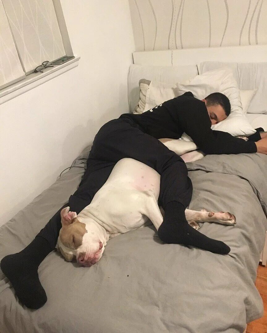 Собаки спят в обнимку с хозяином. Парень с собакой в постели.