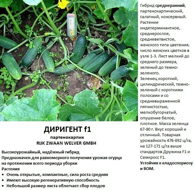 Какой сорт огурцов посадить в июле. Огурец диригент f1. огурец сорт диригент. семена огурца диригент f1. огурец диригент f1 описание.
