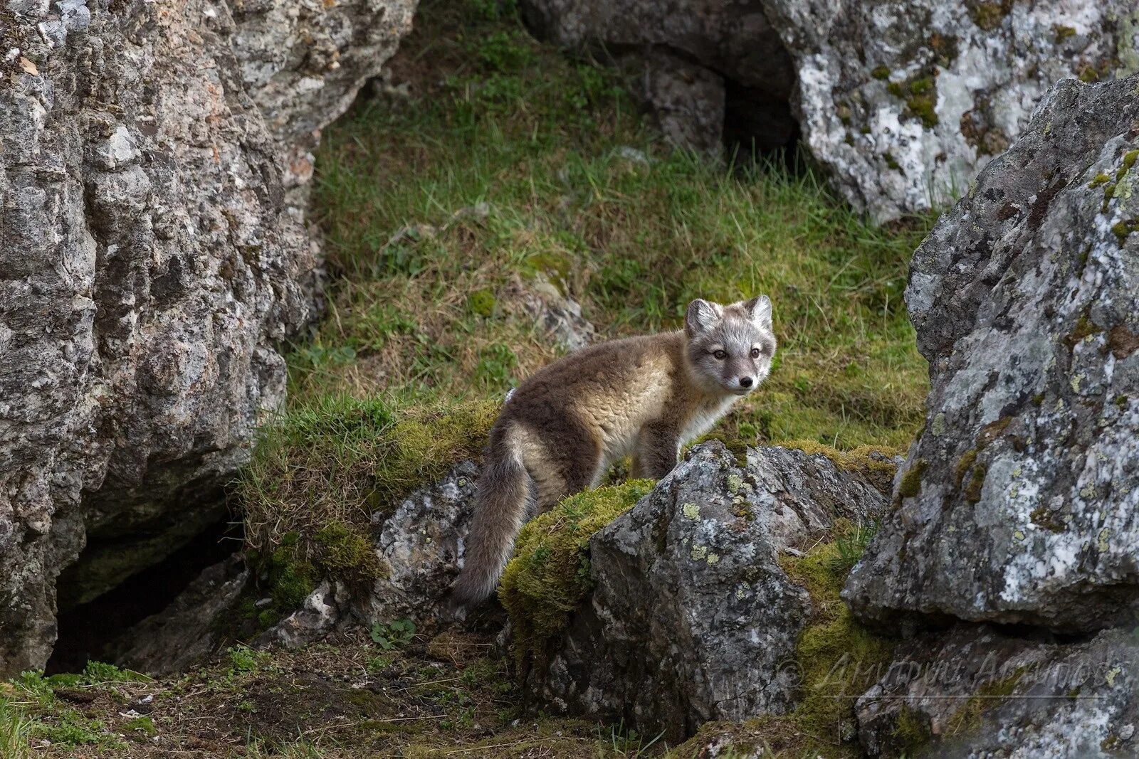 Животные обитающие в норвегии. Фауна швеции. Скандинавия животный мир. Животный мир швеции. Животные обитающие в норвегии.