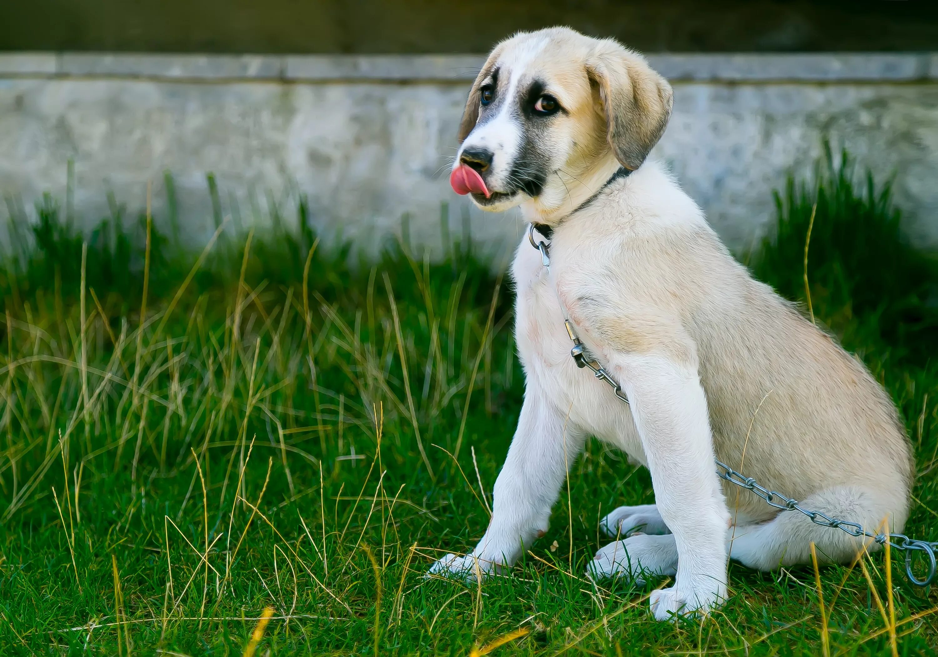 3 animals dogs. Собака. Домашние собаки. Картинки собак. Собаки фото красивые.