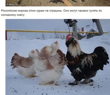 Порода кур фавероль фото и описание