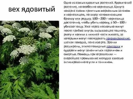 Какие травы при отравлении