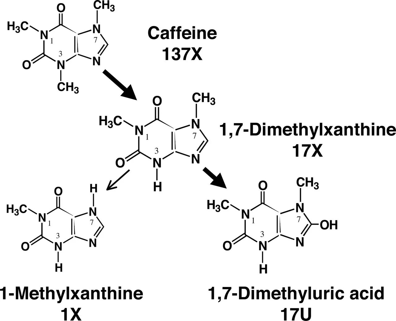 Кофеин кальций. Caffeine biosynthesis. Кофеин вещество. Кофеин ЯМР. Кофеин с хлороформом.