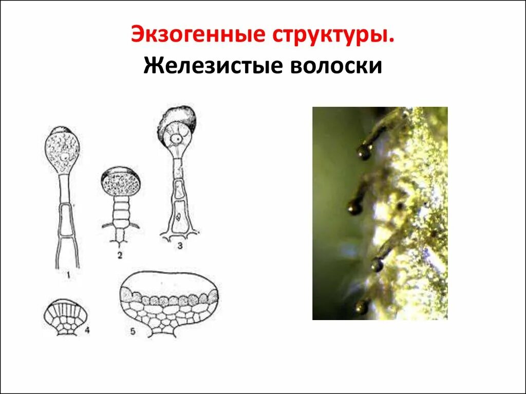 Железистые головчатые волоски. Трихомы герани. Выделительная ткань железистые волоски. Железистые трихомы (волоски).