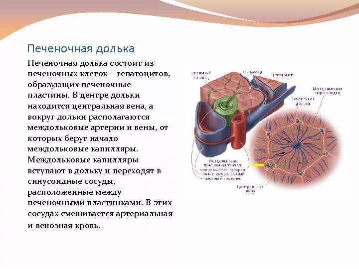 Какие клетки в печени. Печеночная долька печеночные клетки. Центральная Вена печеночной дольки. Печеночная долька строение гепатоциты. Печеночная долька строение и функции.