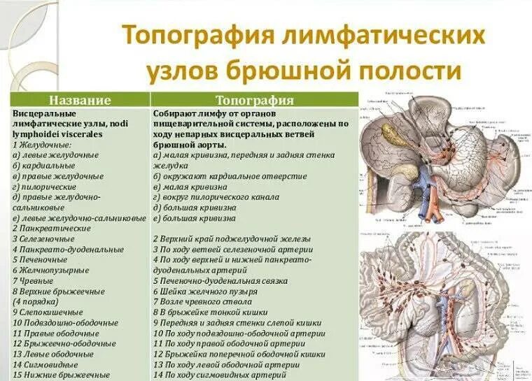 Экспериментатор вводил в брюшную полость домовой мыши