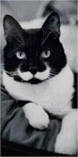 Коте но