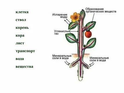 Вещества передвигаются по