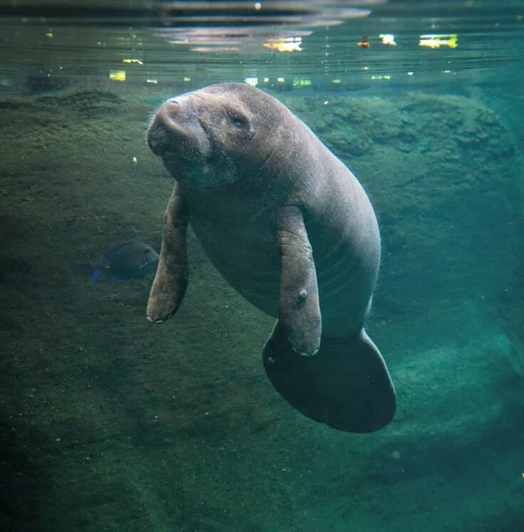 Manatee