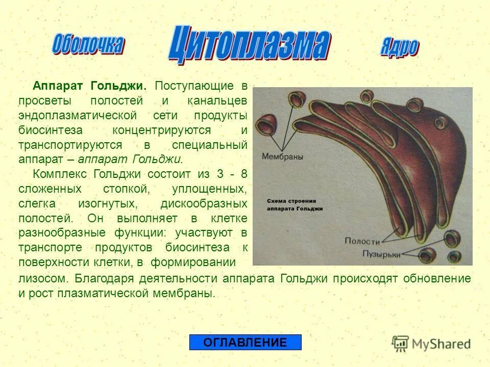 Гольджи ферменты. Аппарат Гольджи. Комплекс Гольджи состоит из.