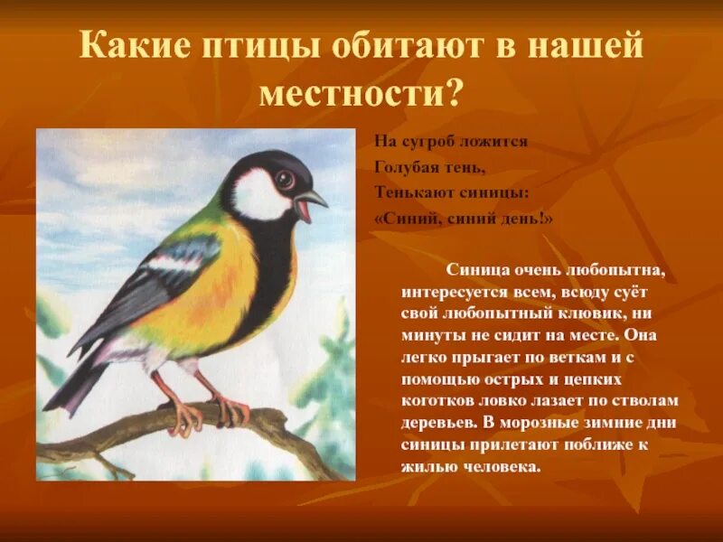 Сообщение о птицах. Птицы нашей местности. Доклад про птиц. Какие птицы обитают в нашей местности.