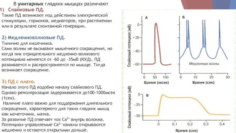 Особенность потенциала действия гладких мышц. Потенциал действия гладкой мышцы график. График потенциала действия мышечной клетки. Потенциал действия скелетной мышцы и гладкой. Время пд