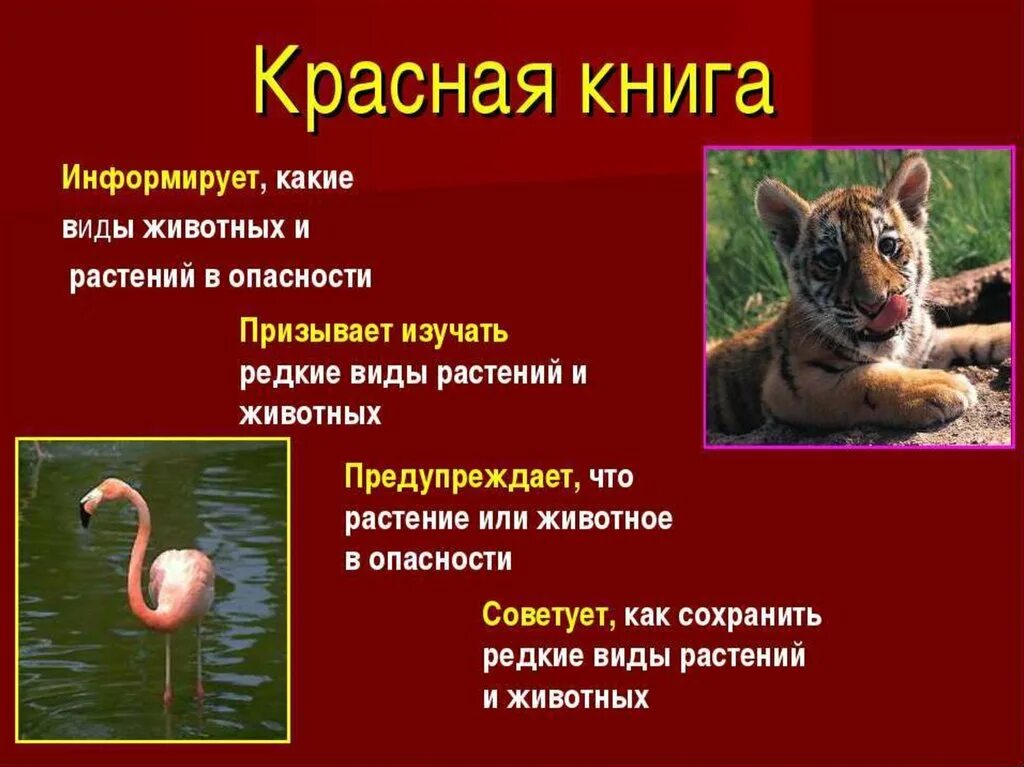 Какие редкие виды