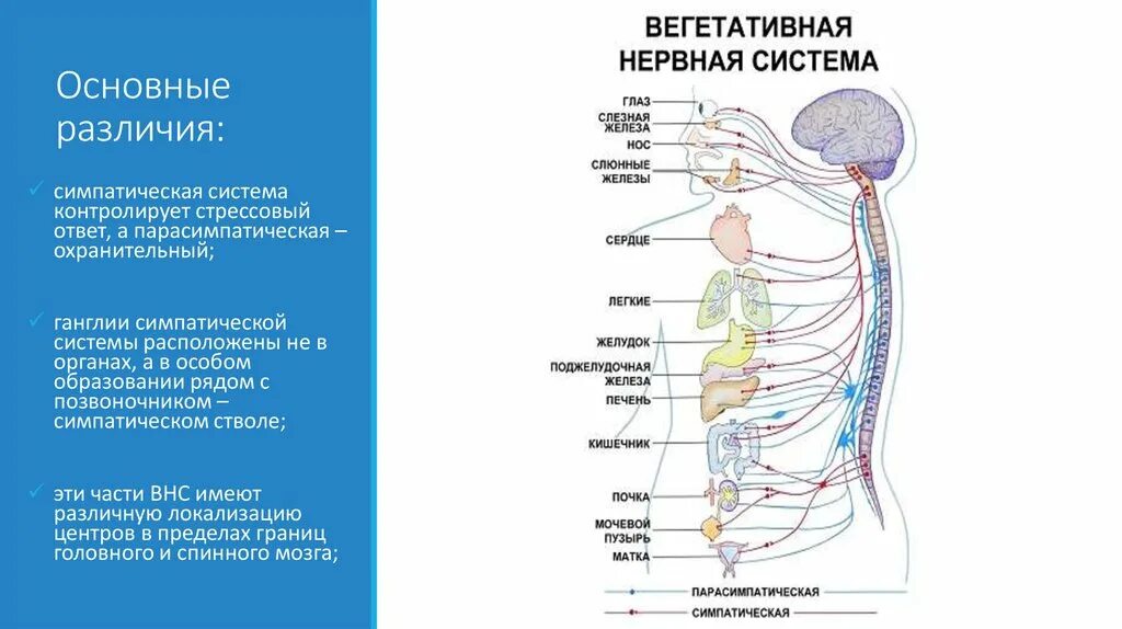 Нервный узел где. Вегетативная нервная система схема спинного мозга. Ганглии симпатической нервной системы расположены. Ганглии парасимпатического отдела. Расположение ганглиев парасимпатической системы.