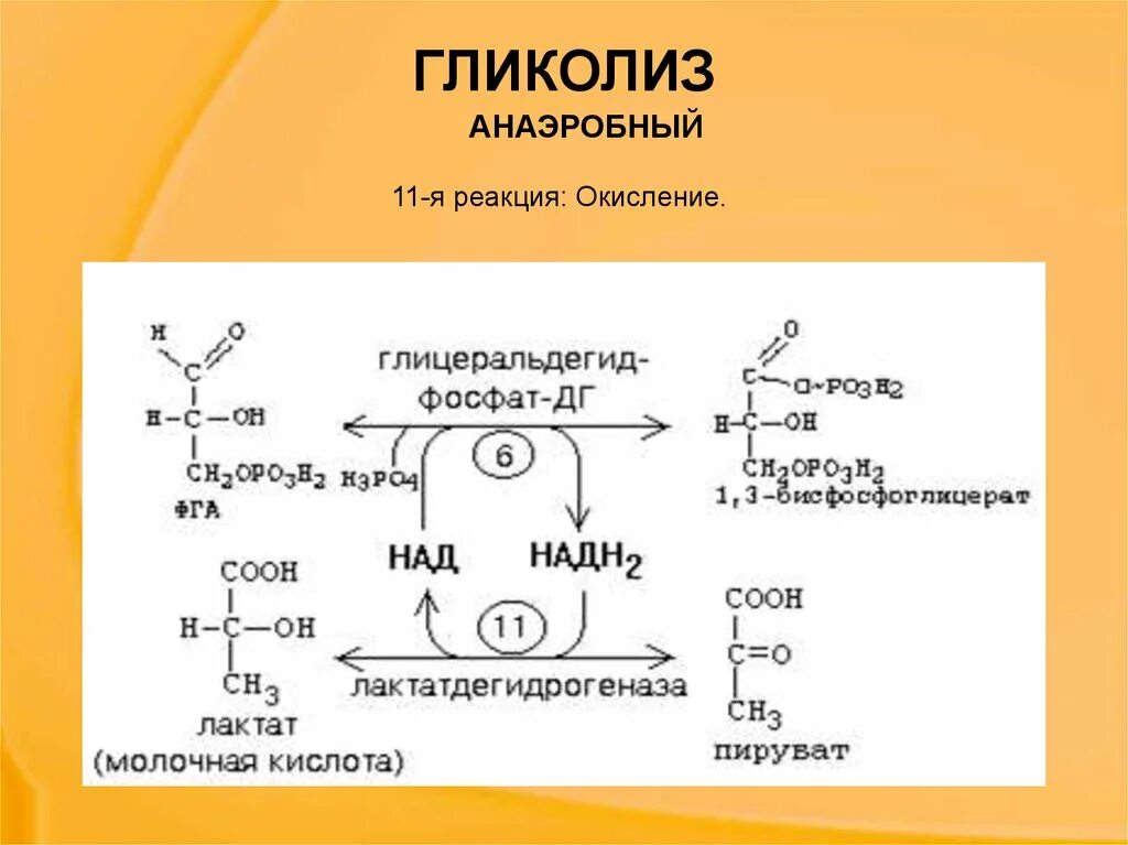 Окисление фруктозы последовательность. Этапы аэробного гликолиза реакции. Схема реакций аэробного и анаэробного гликолиза. 11 Реакция анаэробного гликолиза. Гликолиз схема с ферментами.