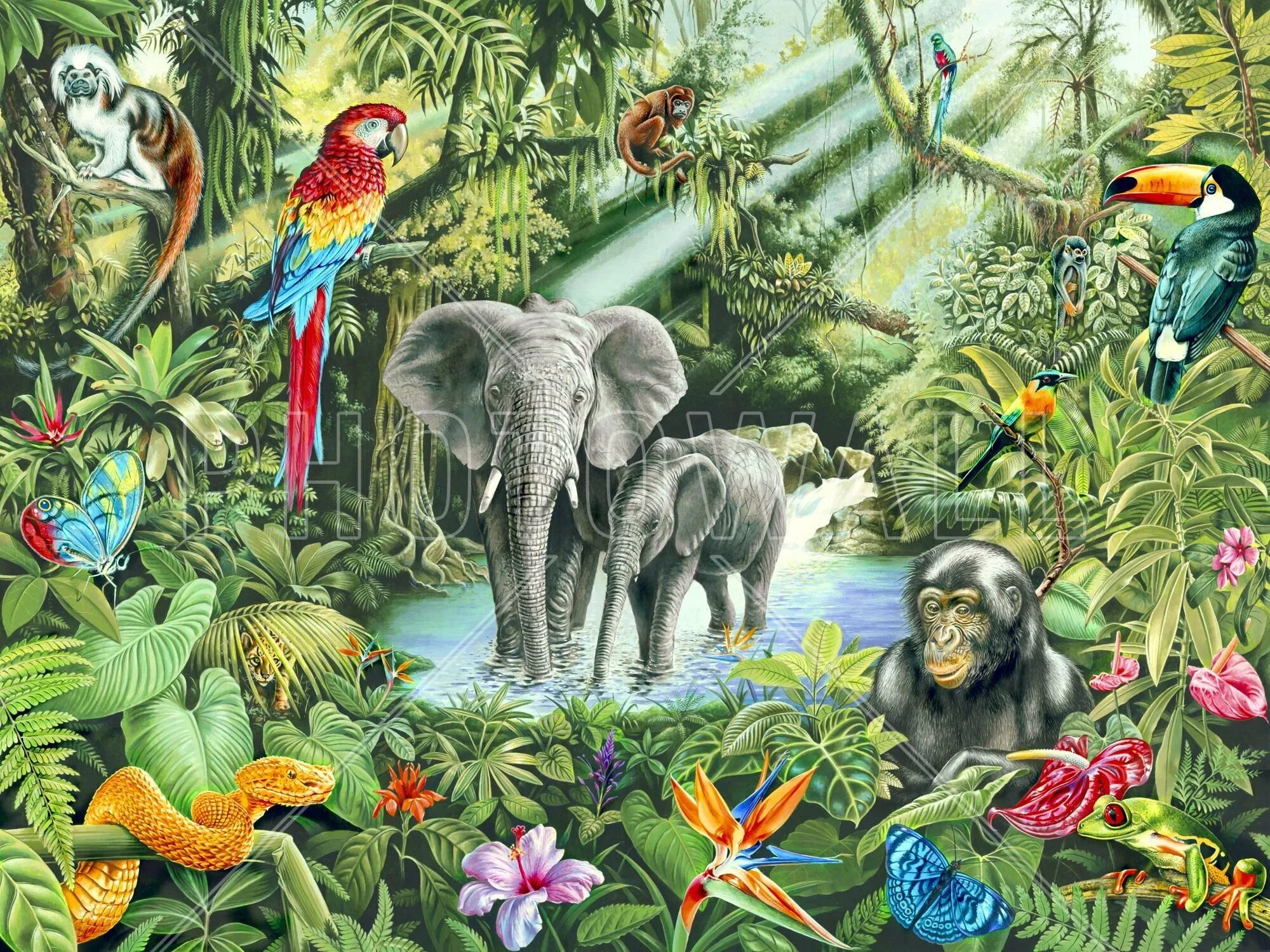 Джунгли Африки. "Тропические леса. Растения и животные тропических лесов". Фотообои джунгли. Тропический лес животные.