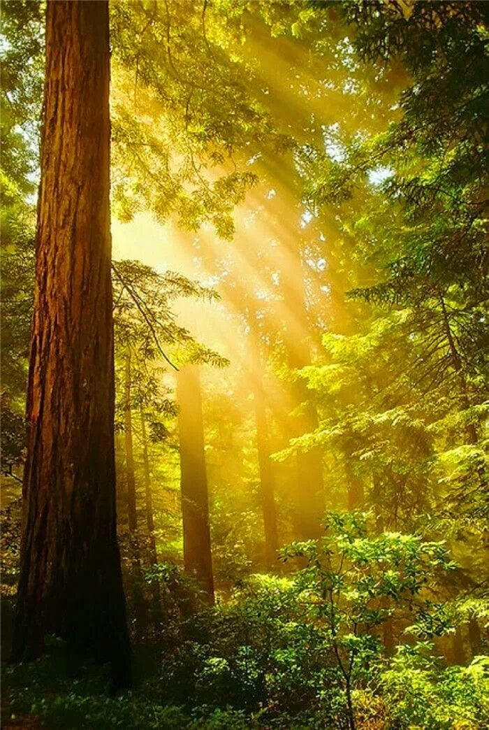 Лес солнце и звезды. Красивые леса. "Солнце в лесу". Солнечный лес. Утро в лесу.