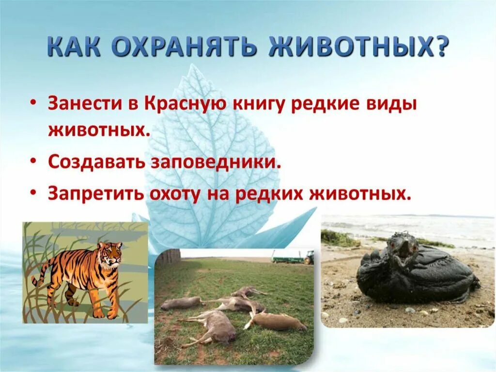 охрана животных. правила охраны животных. охрана природы 3 класс. методы охраны животных. охрана животных.