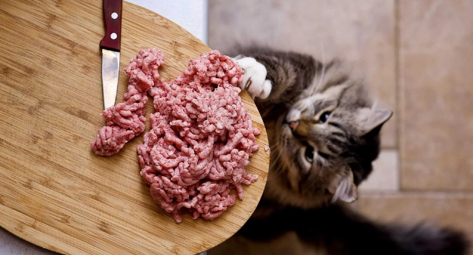 Кот ворует колбасу. Коты и еда.