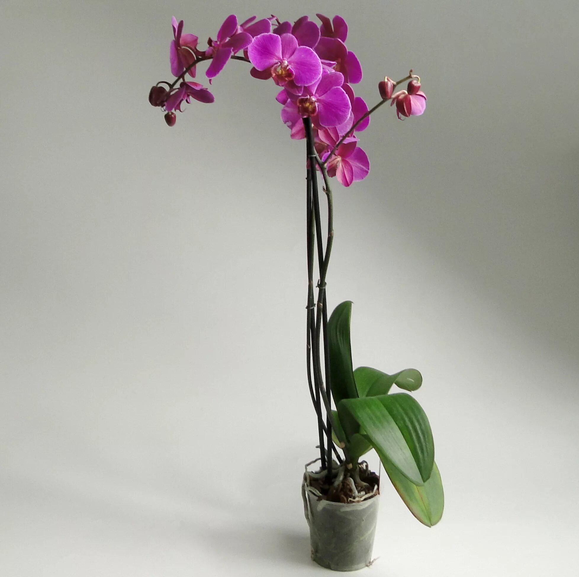 Где купить орхидею. Фаленопсис Юкка Орхидея. Орхидея Джуди Phalaenopsis. Фаленопсис Апполо. Фаленопсис Аполло.