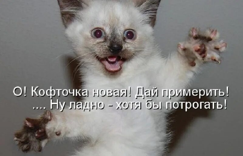 Кот ждет весну. Рыжий кот васька юмор. Пришли картинку кота. Жду счастья. Заходи быстро домой.