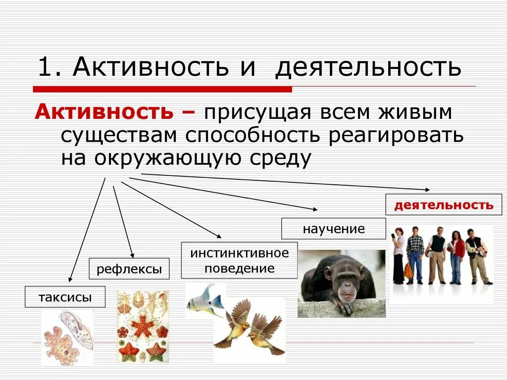 Активность и деятельность. Активность поведение деятельность. Деятельность это особая активность присущая всем живым существам. Деятельность – активность, присущая как человеку, так и животным;.