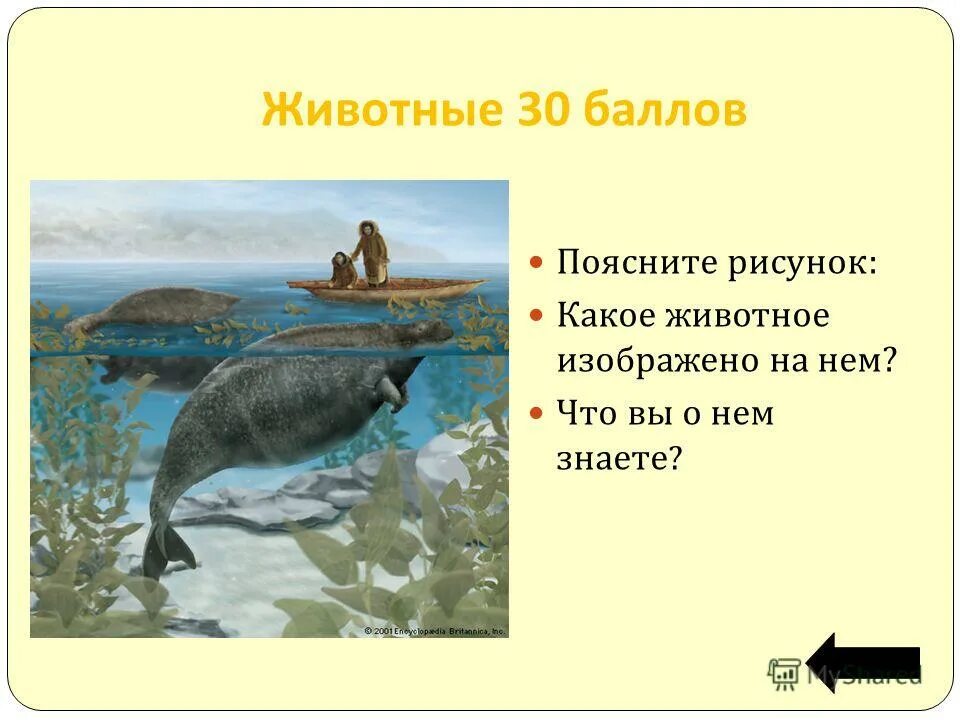 1987 какого животного какого животного. Какое животное изображено на фото?. Какое животное изображено на. Каких животных изображают на гербах. Корова словарное слово 1 класс.