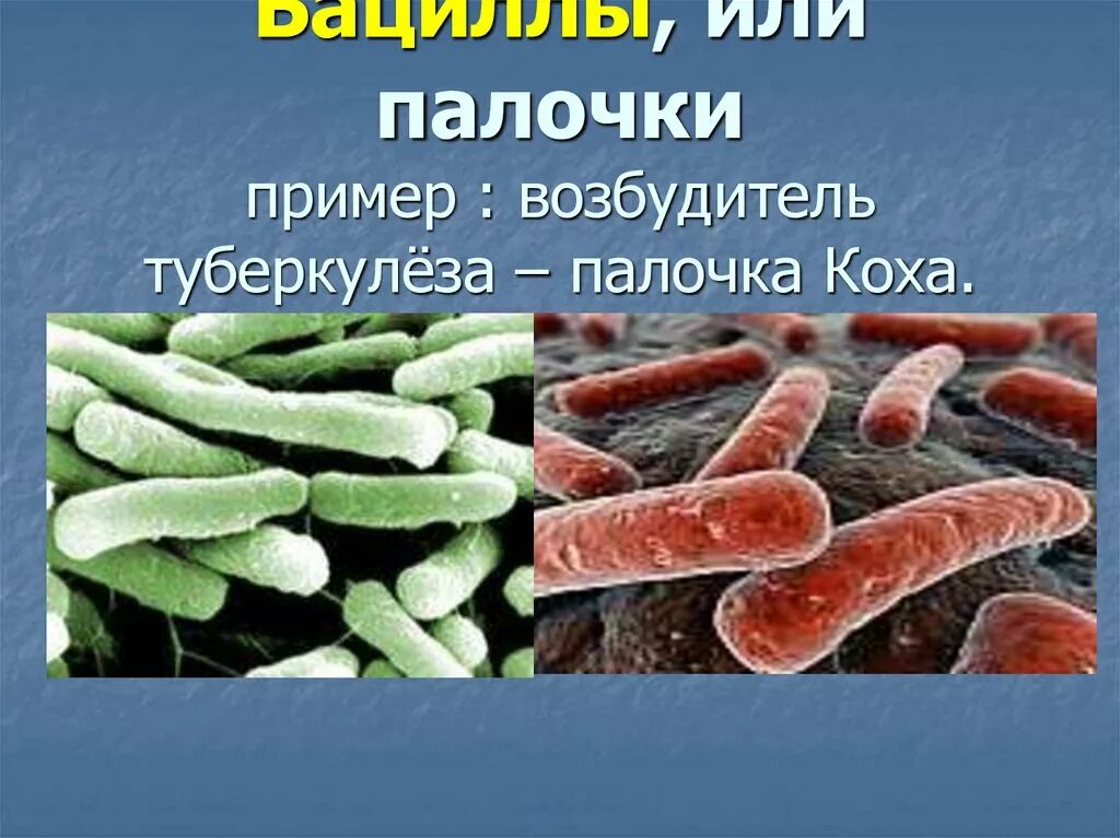 Палочка Коха группа бактерий. Палочка Коха возбудитель туберкулеза. Микобактерии возбудители туберкулеза. Возбудитель туберкулеза относится к группе бактерий.