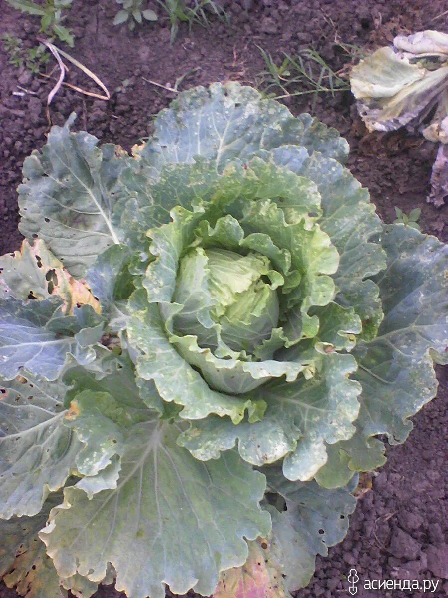 Капуста белокочанная парел f1. Капуста цветная брюс f1. Капуста дитмаршер фрюер. Родина капусты белокочанной. Капуста куст.