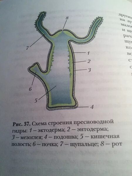 Строение пресноводной гидры и ее передвижение. Схема строения пресноводной гидры.