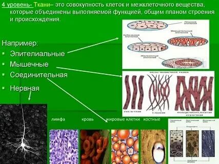 Какой ткань худит